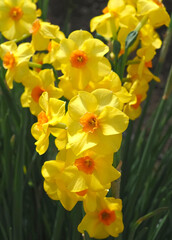 Beautiful Group of yellow orange blooming daffodils with large flowers