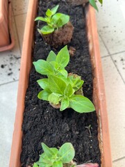 Several planters in a row filled with soil and various plants Petunia Surfinia growing in a balcony garden. Mobile photo. vertical