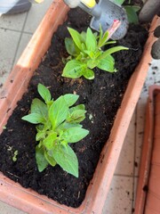 Planter filled with substrate and various plants Petunia Surfinia placed on a tiled floor. Mobile photo. vertical