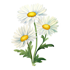 Fototapeta premium AI-generated watercolor white Daisy flowers with leaves clip art illustration. Isolated elements on a white background.