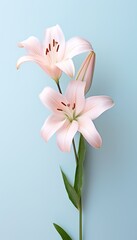 Fototapeta premium a delicate white lily flower with a stem, on a very light blue backgroung spring summer gardening