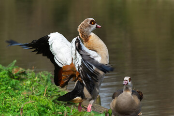 An adult male Nile or Egyptian goose (Alopochen  aegyptiaca)in breeding plumage flaps its wings while standing on the shore of a lake - 779000982