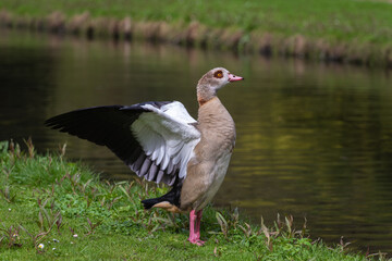 An adult female Nile or Egyptian goose (Alopochen  aegyptiaca)in breeding plumage flaps its wings while standing on the shore of a lake - 779001116