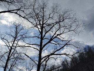 The Art of Bare Trees