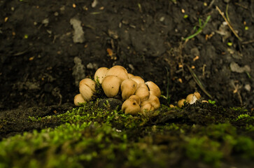 Wild Mushrooms