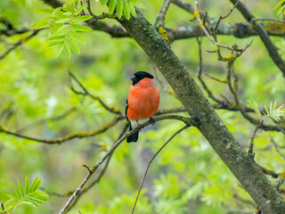 A male bullfinch sits on the branch of a mountain ash tree in spring