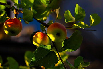 .RED APPLES IN APPLE TREE  IN AUTUMN GARDEN,