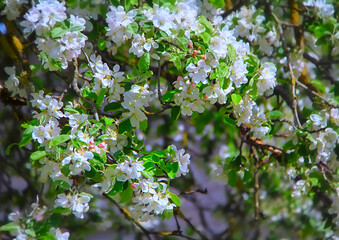 - The white apple blossoms in spring