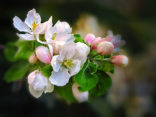 - white - pink apple blossom on a blur background