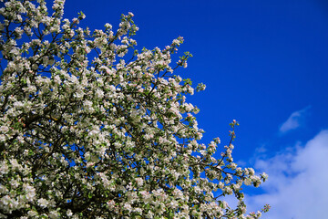 - White apple blossoms in spring, blue sky background