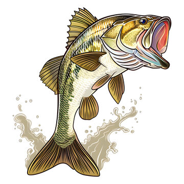 Big bass fish cartoon vector for tshirt design isolated on transparent background