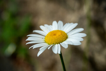 Fototapeta premium daisy flower