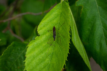insect on leaf