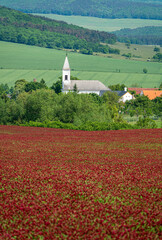 Idyllic landscape and a flowering crimson clover farmland - 779007966