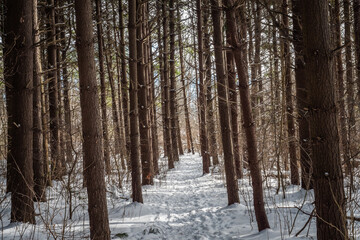 snowy trail in forest