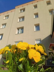 Yellow violets against the background of a residential building   viola odorata