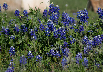 A field of Texas Bluebonnets on a windy day