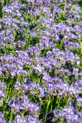 Purple Flowers of the lacy phacelia, Phacelia tanacetifolia - 779008759