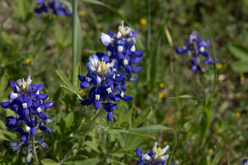 Close up of Texas Bluebonnets in a field