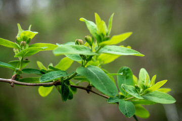 spring leaves on tree