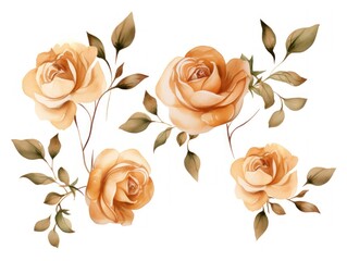 Tan roses watercolor clipart on white background, defined edges floral flower pattern background with copy space for design text or photo backdrop minimalistic 