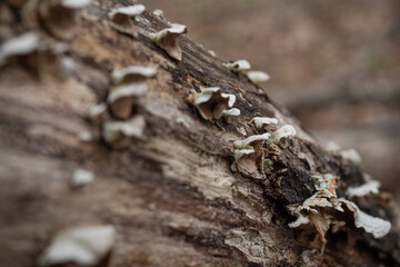 fungi growing on log
