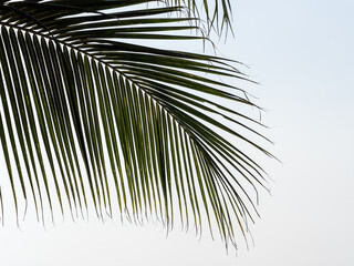 Bright palm leaves against the background of a clear morning sky. Sunny day. Close-up, outdoor....
