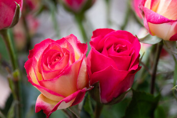 Romantic red and white roses just starting to open 