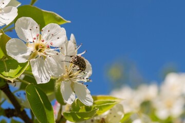 Albero da frutto in fiore
