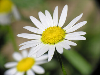 Obraz premium Piante e fiori