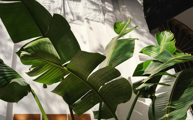 Hojas de platanera en la calle © Malia