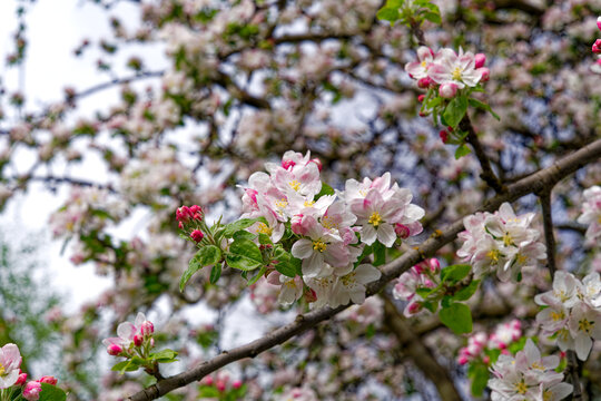 Close-up of beautiful white and pink blossoms of tree at Swiss City of Zürich on a cloudy spring day. Photo taken April 7th, 2024, Zurich, Switzerland.