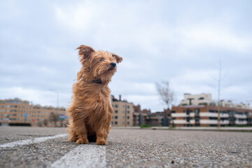 Low angle shot of a small light brown mixed-breed terrier-type dog sitting on the asphalt, lost in...