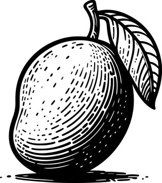 recommend clip art: Mango fruit black outline illustration.