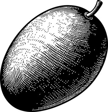 recommend clip art: Mango fruit black outline illustration.