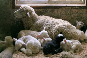 家畜小屋で眠る羊の親子たち