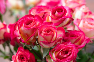 Romantic red and white roses just starting to open 