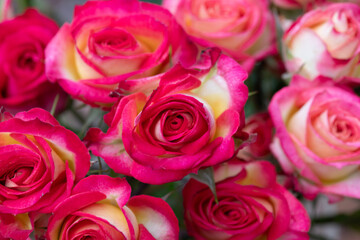 Romantic red and white roses just starting to open 