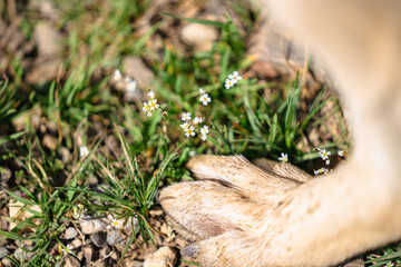 Close up of cute dog dirty paw feet, pet's paw with white wool stay on a green grass ground, domestic animal picture for some shelter, copy space 
