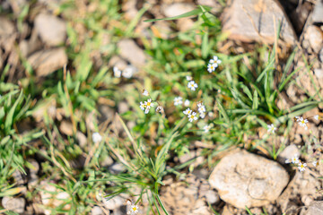 Little white flowers in fresh green grass in bright sunny day, beautiful small flowers on a blurry...