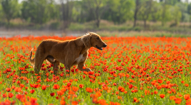 Kazakh greyhound (Tazy) on a poppy field on a spring day