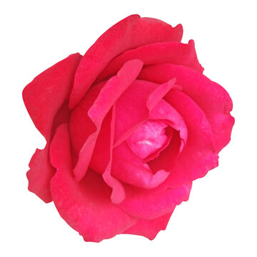 Fresh Red Rose Flower Image on White Background