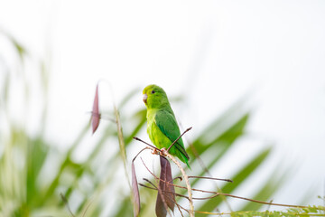 Cute green parakeet perching on a small branch atop a tree in a garden