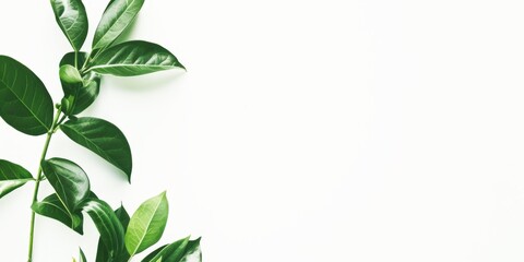 Minimalist white background with green leaves on the left side. Clean background for online zoom meetings with open area for text