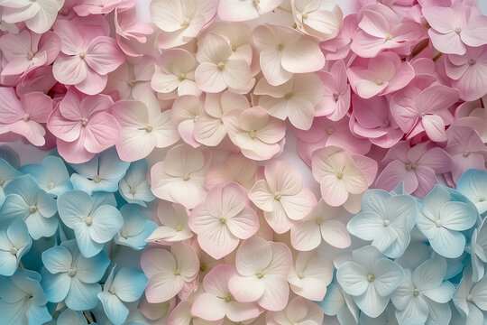 Soft Pastel Hydrangea Flowers in Full Bloom. A delicate array of hydrangea flowers in full bloom, showcasing a beautiful spectrum of pastel pinks and blues.