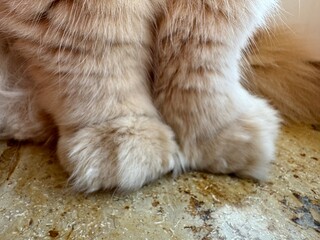 Ginger cat paw on the table. Happy tabby cat relaxing at home.