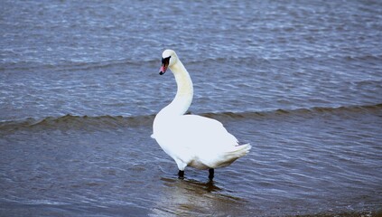 Naklejka premium white swan on the lake