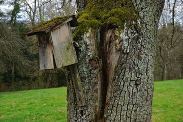 Vogel-Nistkasten, alt und beschädigt, an einem Birnbaum auf der Streuobstwiese