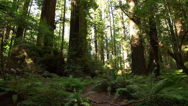 Redwood Avenue of the Giants Rainforest Founders Grove Humboldt California USA
