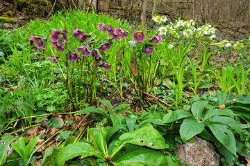 Christrosen; Dunkelrote Nieswurz;  helleborus atrorubens ; dark purple hellebore